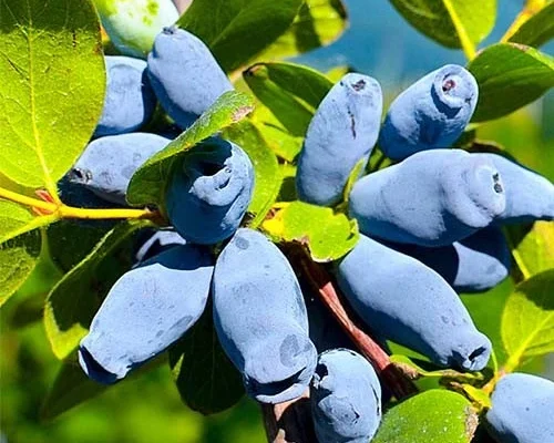 Шість нових ягідних культур у моєму саду, від яких я в захваті: мої вдалі експерименти