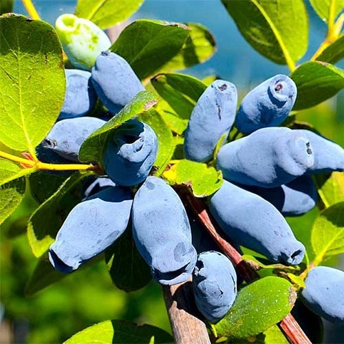 Шість нових ягідних культур у моєму саду, від яких я в захваті: мої вдалі експерименти
