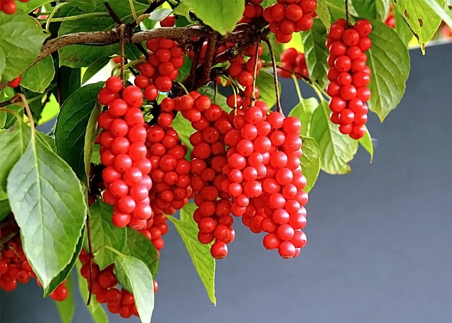 Лимонник китайський Лимонник китайський